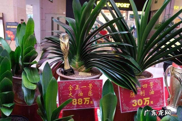 适合室内风水养的绿植 室内大型风水绿植