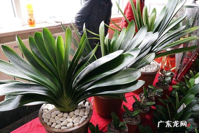 适合室内风水养的绿植 室内大型风水绿植