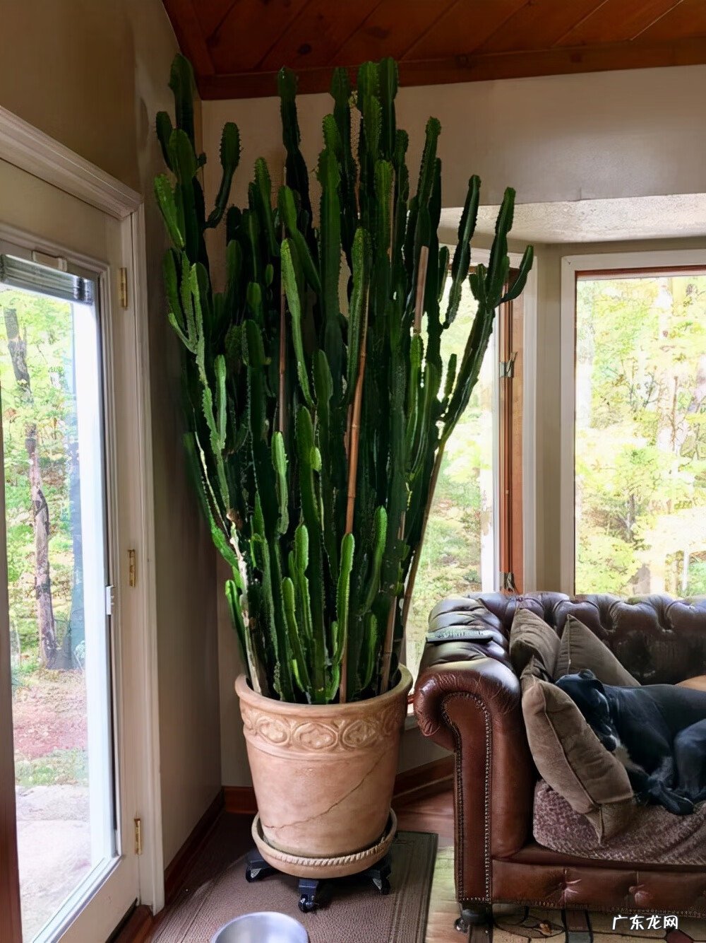 适合室内风水养的绿植 室内大型风水绿植