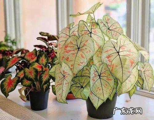 适合室内风水养的绿植 室内大型风水绿植