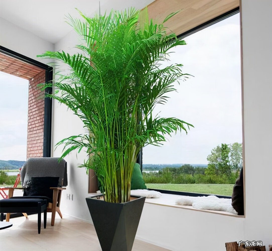 适合室内风水养的绿植 室内大型风水绿植