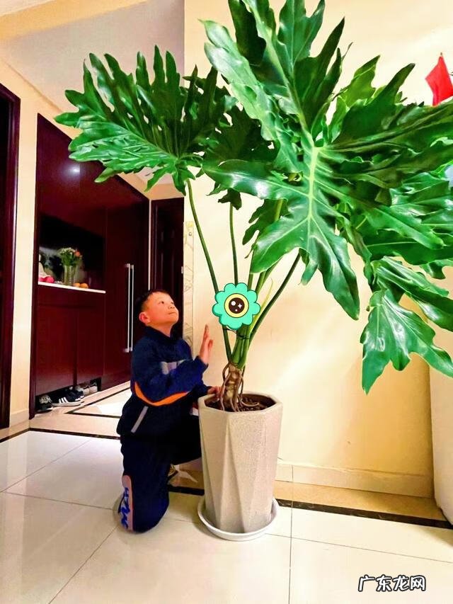 适合室内风水养的绿植 室内大型风水绿植