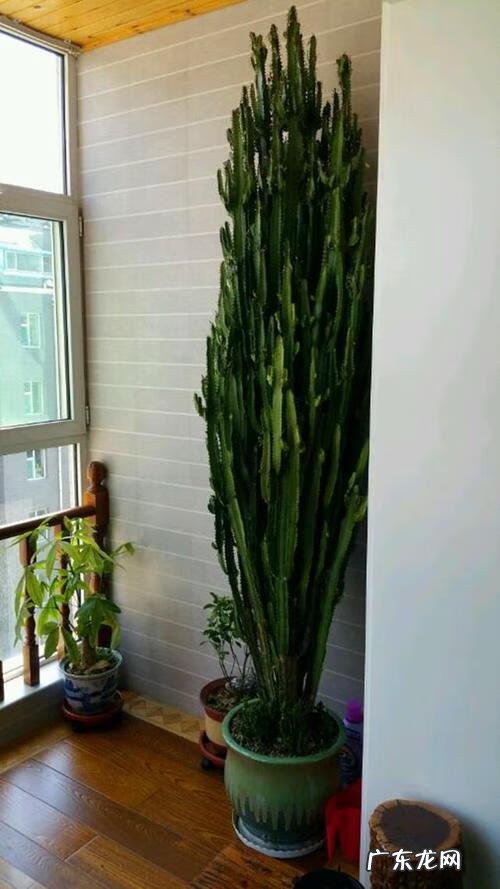 适合室内风水养的绿植 室内大型风水绿植