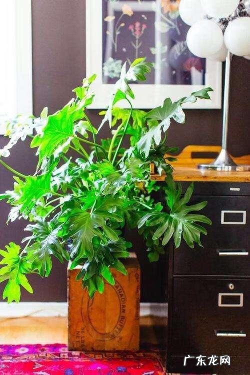 适合室内风水养的绿植 室内大型风水绿植
