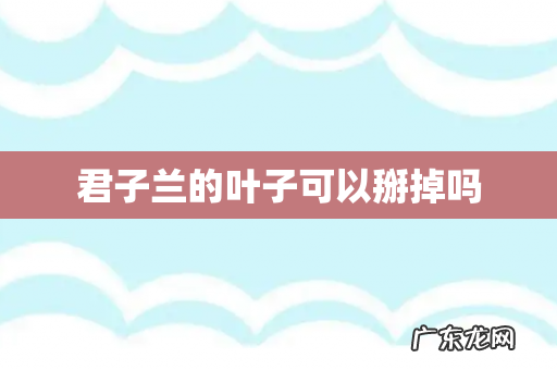 君子兰的叶子可以掰掉吗