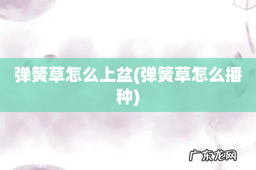 弹簧草怎么播种 弹簧草怎么上盆