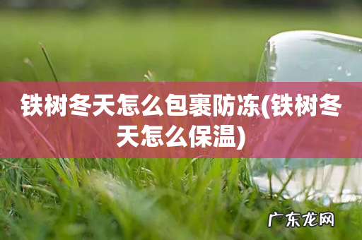 铁树冬天怎么保温 铁树冬天怎么包裹防冻