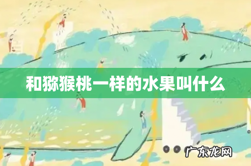 和猕猴桃一样的水果叫什么