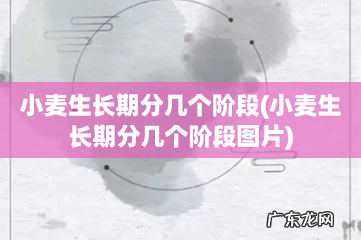 小麦生长期分几个阶段图片 小麦生长期分几个阶段