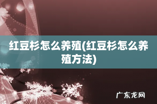 红豆杉怎么养殖方法 红豆杉怎么养殖