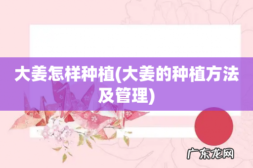 大姜的种植方法及管理 大姜怎样种植