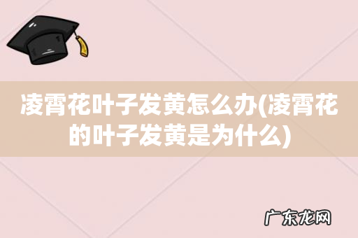 凌霄花的叶子发黄是为什么 凌霄花叶子发黄怎么办
