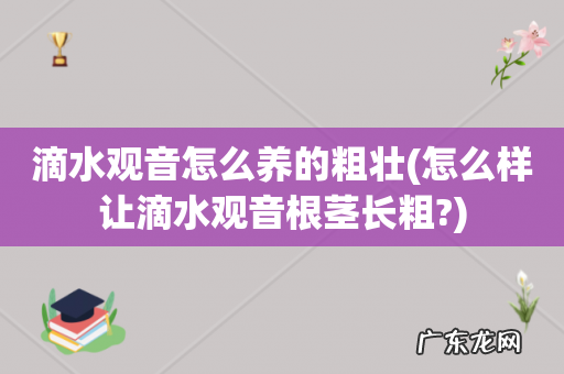 怎么样让滴水观音根茎长粗? 滴水观音怎么养的粗壮