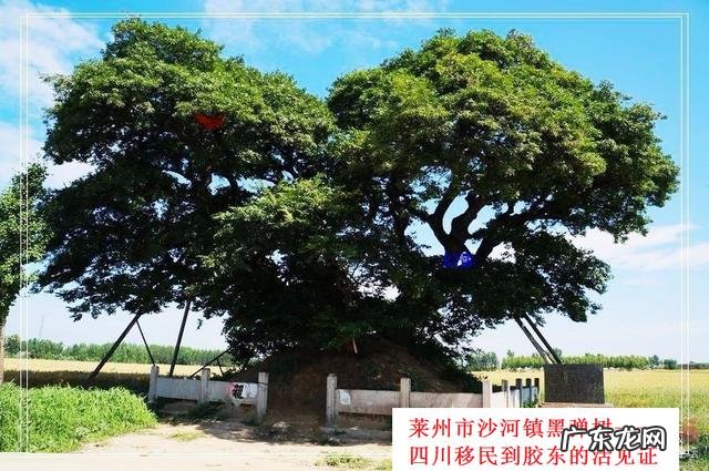 大批四川人迁移至山东的原因?