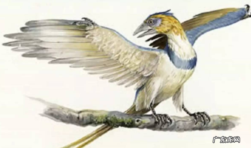 鸟类的进化之谜?