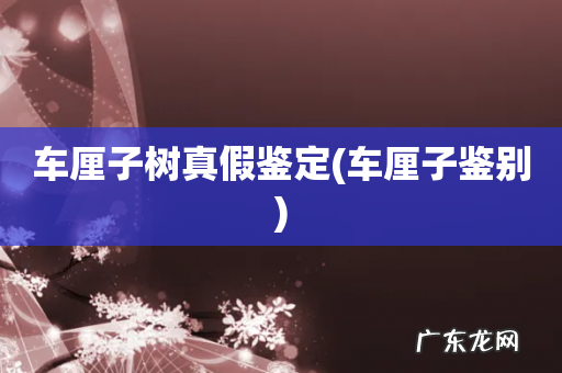 车厘子鉴别 车厘子树真假鉴定