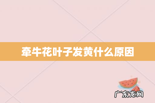 牵牛花叶子发黄什么原因