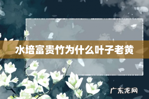 水培富贵竹为什么叶子老黄