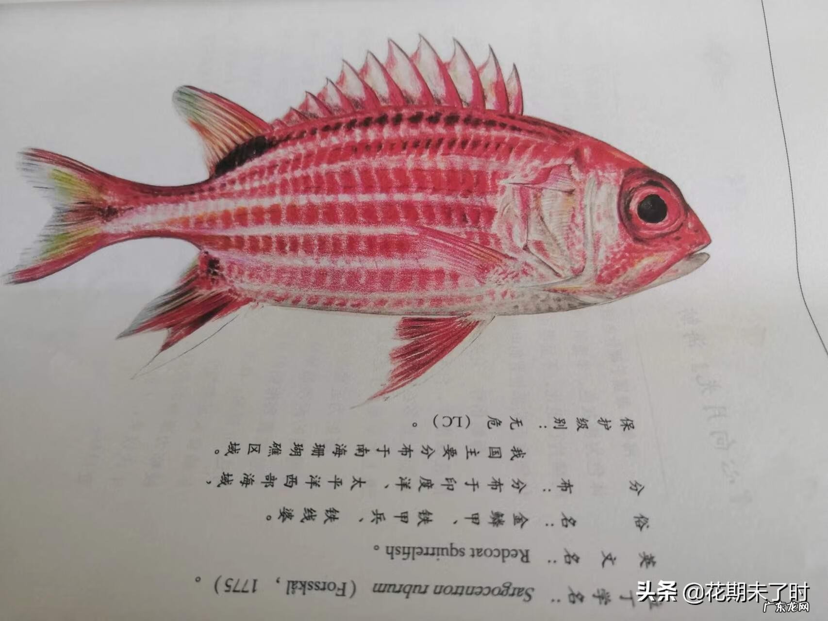 海底大冒险被吃掉 海底大冒险