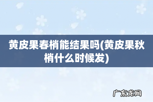 黄皮果秋梢什么时候发 黄皮果春梢能结果吗