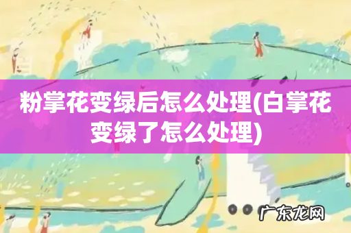 白掌花变绿了怎么处理 粉掌花变绿后怎么处理