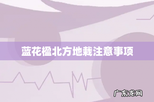 蓝花楹北方地栽注意事项