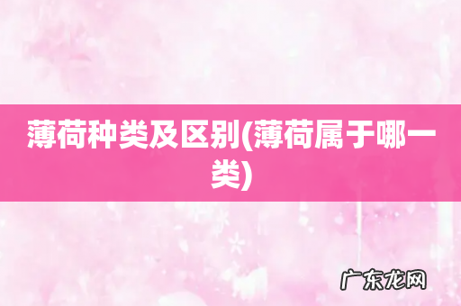薄荷属于哪一类 薄荷种类及区别