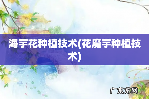 花魔芋种植技术 海芋花种植技术