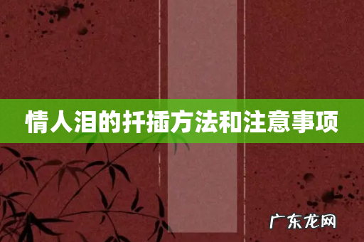 情人泪的扦插方法和注意事项