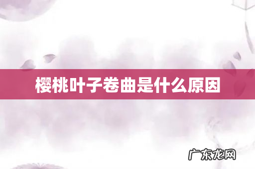 樱桃叶子卷曲是什么原因