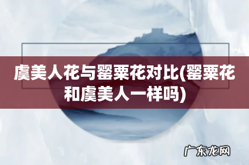 罂粟花和虞美人一样吗 虞美人花与罂粟花对比