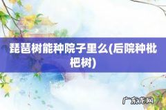 后院种枇杷树 琵琶树能种院子里么