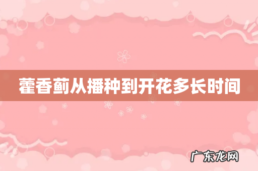 藿香蓟从播种到开花多长时间