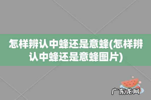 怎样辨认中蜂还是意蜂图片 怎样辨认中蜂还是意蜂