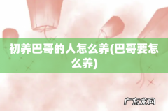 巴哥要怎么养 初养巴哥的人怎么养
