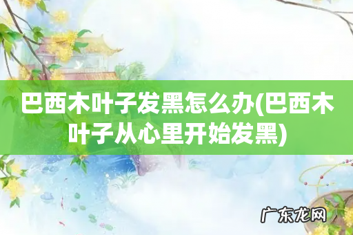 巴西木叶子从心里开始发黑 巴西木叶子发黑怎么办