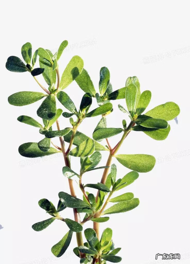 马齿苋提取物孕妇能用吗 马齿苋提取物的作用