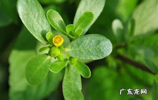 马齿苋提取物孕妇能用吗 马齿苋提取物的作用