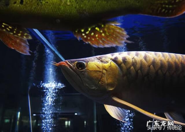 家庭鱼缸的最佳摆放图 潮汕风水局鱼缸摆法