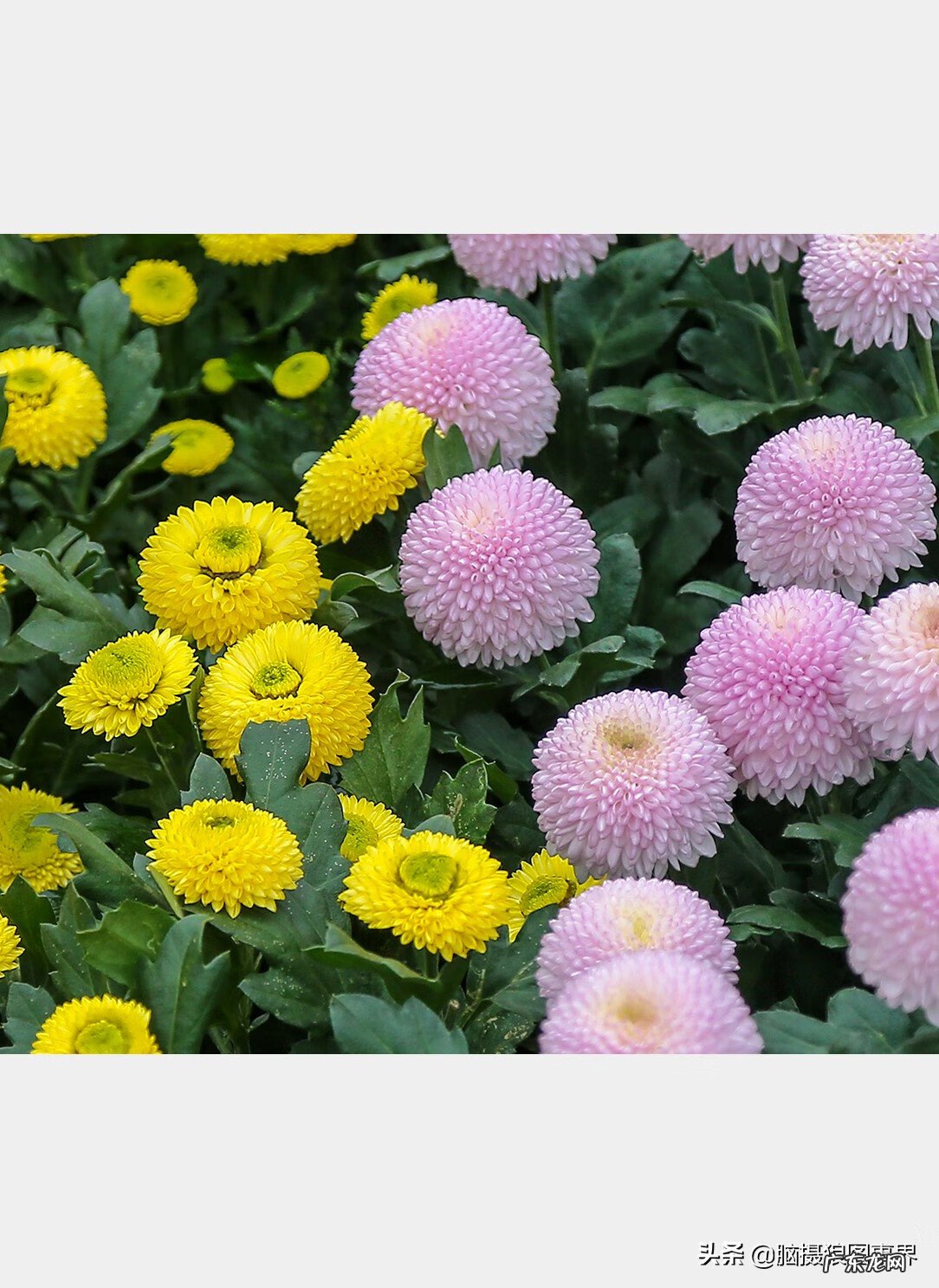 粉色乒乓菊的花语 乒乓菊有粉色的吗