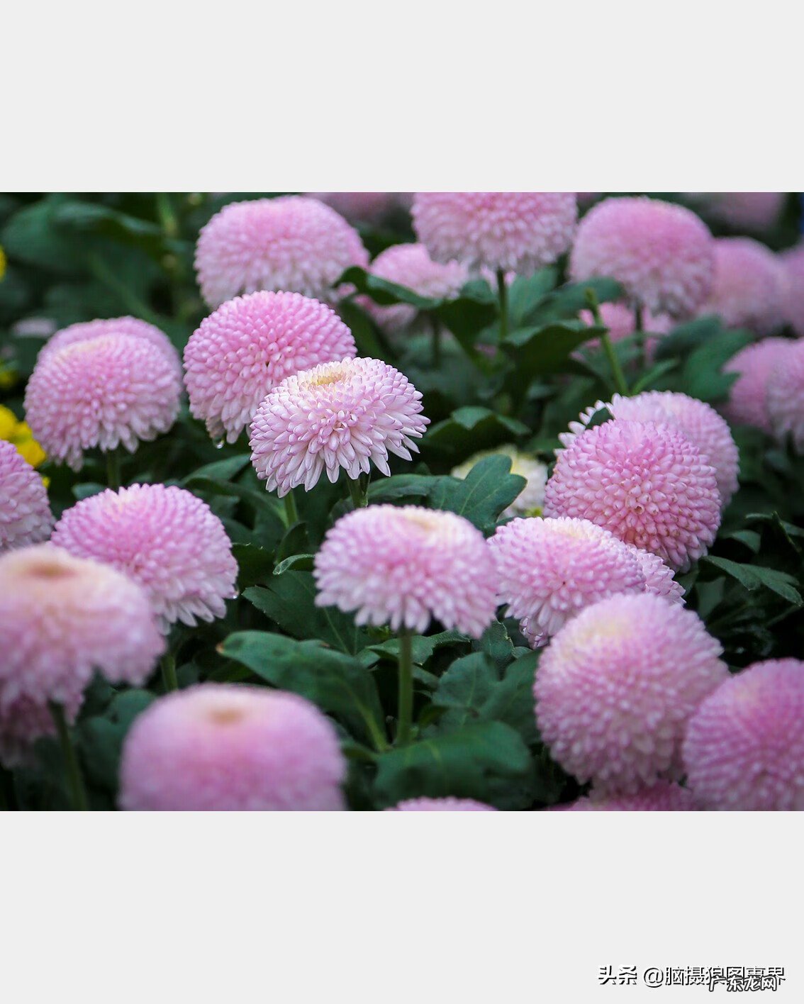 粉色乒乓菊的花语 乒乓菊有粉色的吗