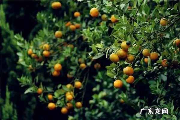 小麦草和小麦的区别 麦冬草风水