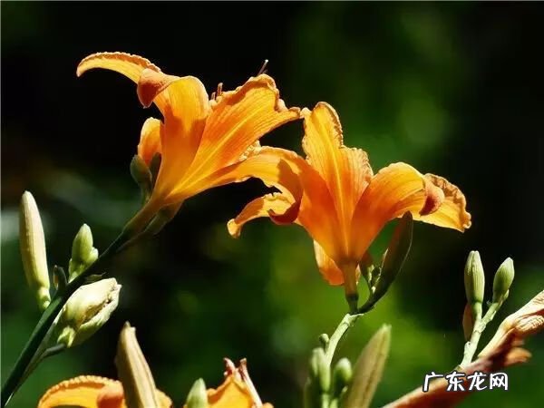 小麦草和小麦的区别 麦冬草风水