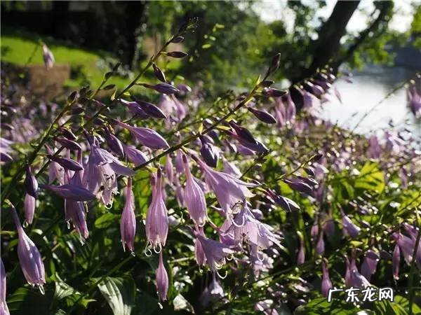 小麦草和小麦的区别 麦冬草风水