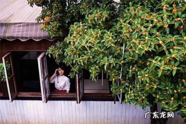 小麦草和小麦的区别 麦冬草风水