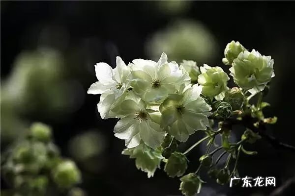 小麦草和小麦的区别 麦冬草风水