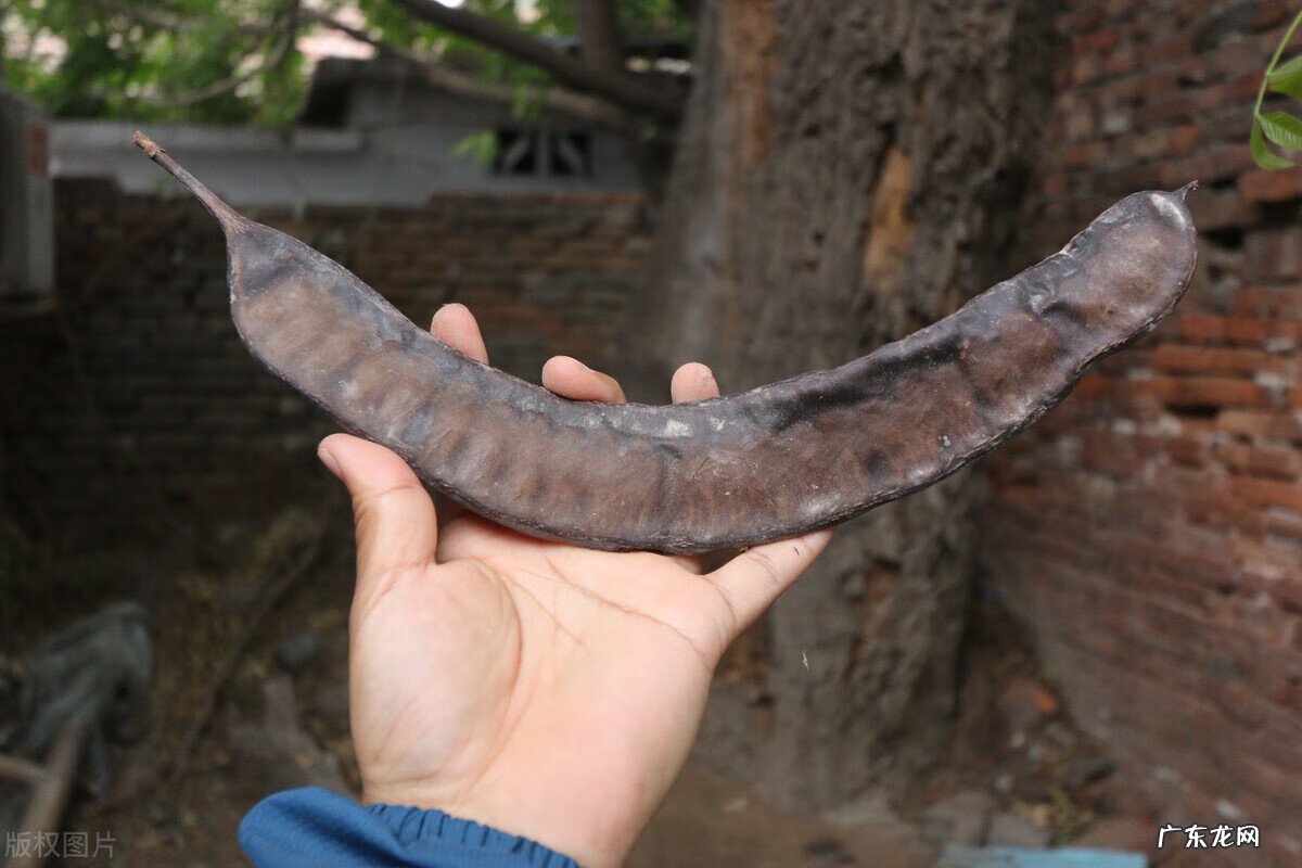 房屋后面有树风水好吗 屋内有树风水