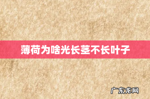 薄荷为啥光长茎不长叶子