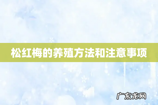 松红梅的养殖方法和注意事项