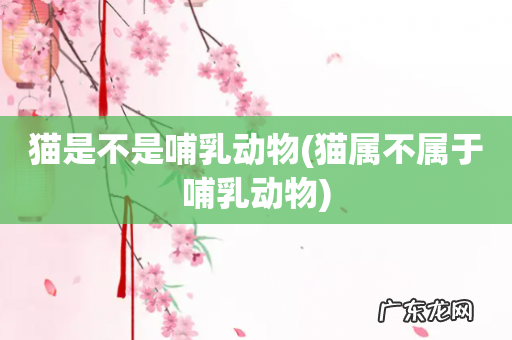 猫属不属于哺乳动物 猫是不是哺乳动物